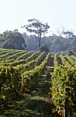 Vineyards of Cape Mentelle Estate, Margaret River, Australia
