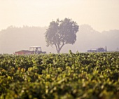 Weinlese St-Andelain, nahe Pouilly-sur-Loire, Nièvre, Frankreich