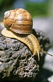 Edible snail on volcanic rock, Ihringen, Germany