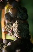 Grapes affected by botrytis