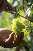 Picking 'Altenahrer Eck' Riesling grapes, Altenahr, Ahrtal, DE