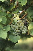 Auxerrois grapes hanging on the vine