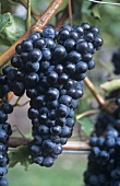 Blauer Portugieser grapes (Austria)