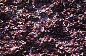 Mash of pressed red wine grapes