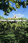 Vineyard at Schloss Englar, Eppan (Appiano), S. Tyrol, Italy