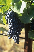 Pinotage grapes, S. Africa