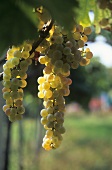 Garganega grapes (mainly grown in Italy)