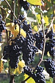 Spätburgunder grapes hanging on the vine