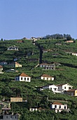 View of the town of Câmara de Lobos, Madeira