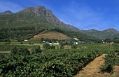 The Dornier Wines Estate, Stellenbosch, S. Africa