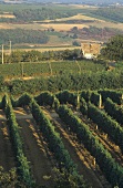 Vineyard of Ilok Winery, Ilok (most easterly town in Croatia)