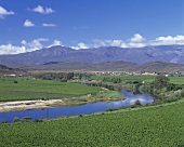 Vineyard near Robertson,  S. Africa