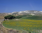 Vineyards near Pinel de Abajo, Ribera del Duero, Spain