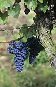 Mencia grapes on the vine