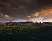 Weinanbau um Sauternes, Bordeaux, Frankreich