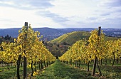Vineyards near Kleinbottwar, Bottwar Valley, Württemberg, Germany