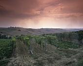 Vineyard near Matélica (DOC Verdicchio di Matélica), Marche, Italy