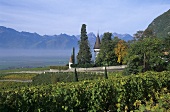 Weinbau bei Yovrne, Aigle, Waadt, Schweiz