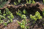 Weinbau auf der Insel La Gomera, Spanien