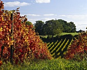 Dornfelder-Weinberg, Denbies Vineyards, Dorking, England