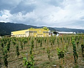 Viña La Rosa Estate, Peumo, Rapel Valley, Chile