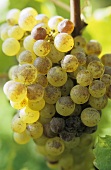 Semillon grapes, Entre-deux-Mers, France