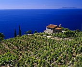 Kleine Villa im Weinberg, Colle d'Orano, Elba, Italien