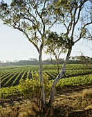 Weinbau im Rhymney Valley, Great Western, Victoria, Australien