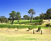 Biologischer Weinbau, Settlers Ridge, Cowaramup, Australien