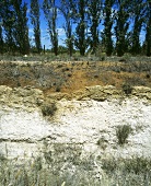 Soil profile (red earth, chalk), Coonawarra, Australia