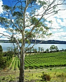 Marion's Vineyard, Deviot, Tamar Valley, Tasmanien