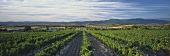Vineyard of Yarra Yering Estate, Yarra Valley, Australia