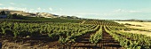 Weinbau im Barossa Valley, Südaustralien, Australien