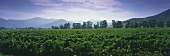 Vineyard of Concha y Toro Winery, Casablanca Valley, Chile