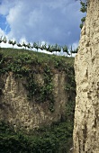 Vineyards on loess terraces in the Kamptal, Austria