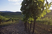 Wine-growing near Gumboldskirchen, Lower Austria, Austria