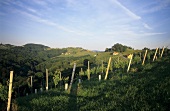 On the Southern Styrian wine route, Styria, Austria