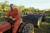 Grape-picking, Colli Etruschi Viterbesi DOC, Lazio, Italy
