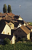 Weinbaudorf Epesses am Genfersee, Lavaux, Waadt, Schweiz