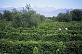 Vineyard of Luigi Bosca Estate, Lujan de Cuyo, Mendoza, Argentina