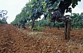 Old Shiraz vines, Tyrrell's Wines, Pokolbin, Hunter Valley, AU