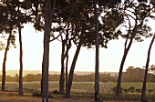 Typical vineyards with eucalyptus trees, Margaret River, Australia