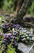 Grapes lying on the ground after 'green' grape harvest