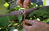 Tying in young vine shoots