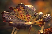 A vine leaf with autumn tints, Burgundy, France