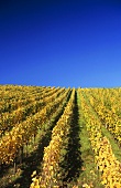 A vineyard in autumn