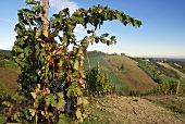 Vineyard in Bacedasco, Piacenza, Emilia-Romagna, Italy
