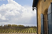 Vineyard of Château Kirwan, Margaux, France