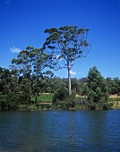 Leeuwin Estate, Margaret River, Australia