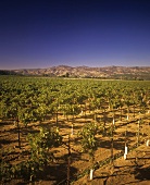 Weinberg im Napa Valley, Kalifornien, USA